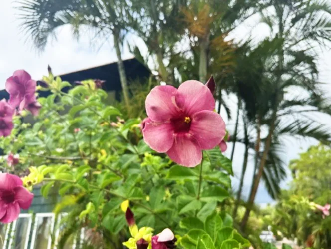 Photo of the Day: Brazilian Jasmine